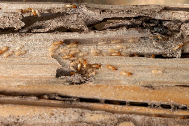 Best Wasp Removal Services  in Cordes Lakes, AZ